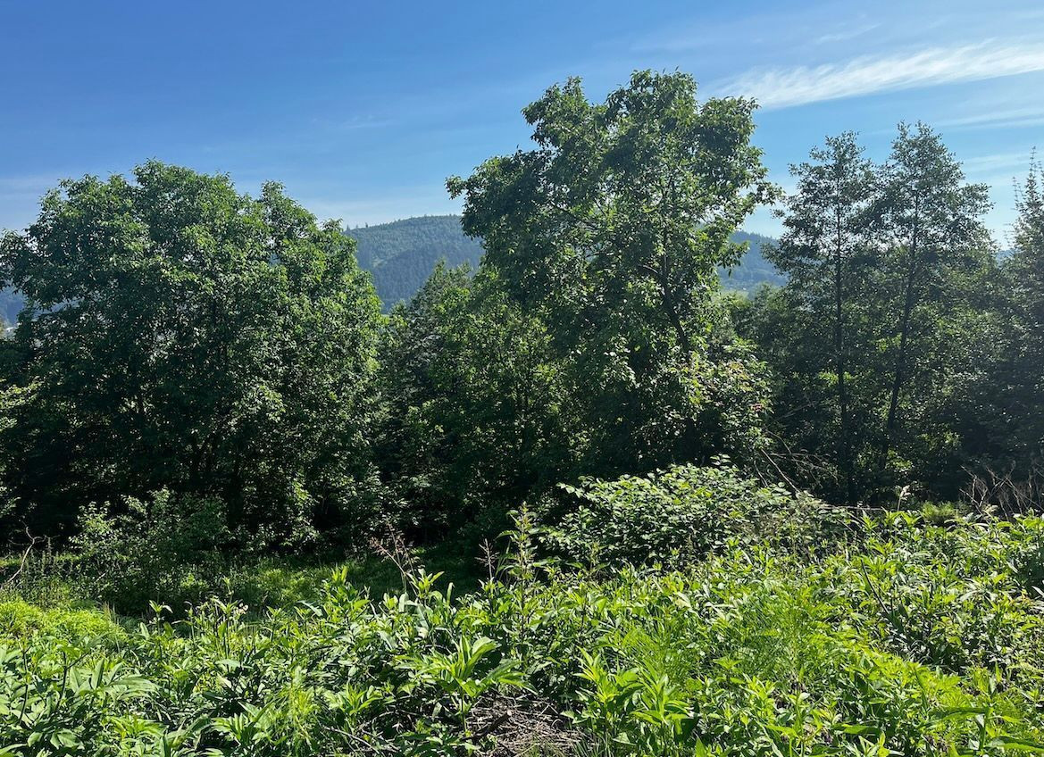 Predaj | Rekreačný pozemok v Strážove