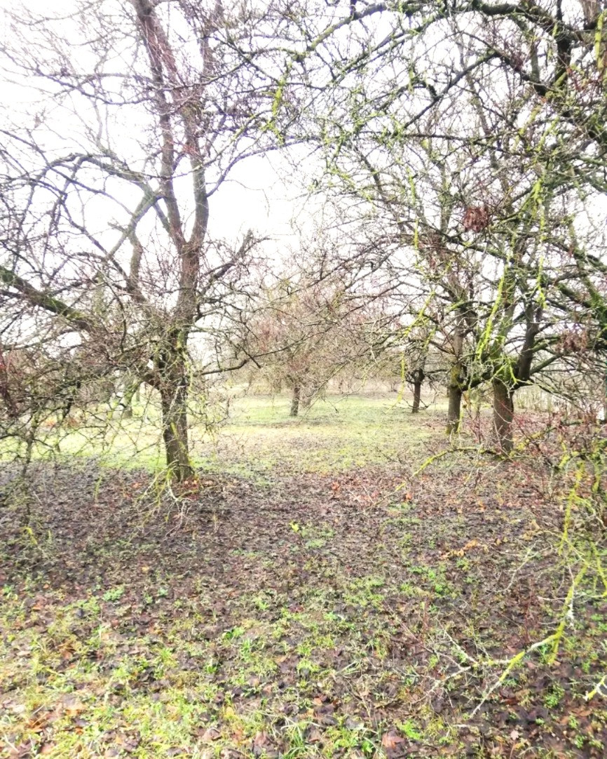 NA PREDAJ – 3i, 150 m2, pozemok 1 239 m2, obec Moča, okr. Komárno.