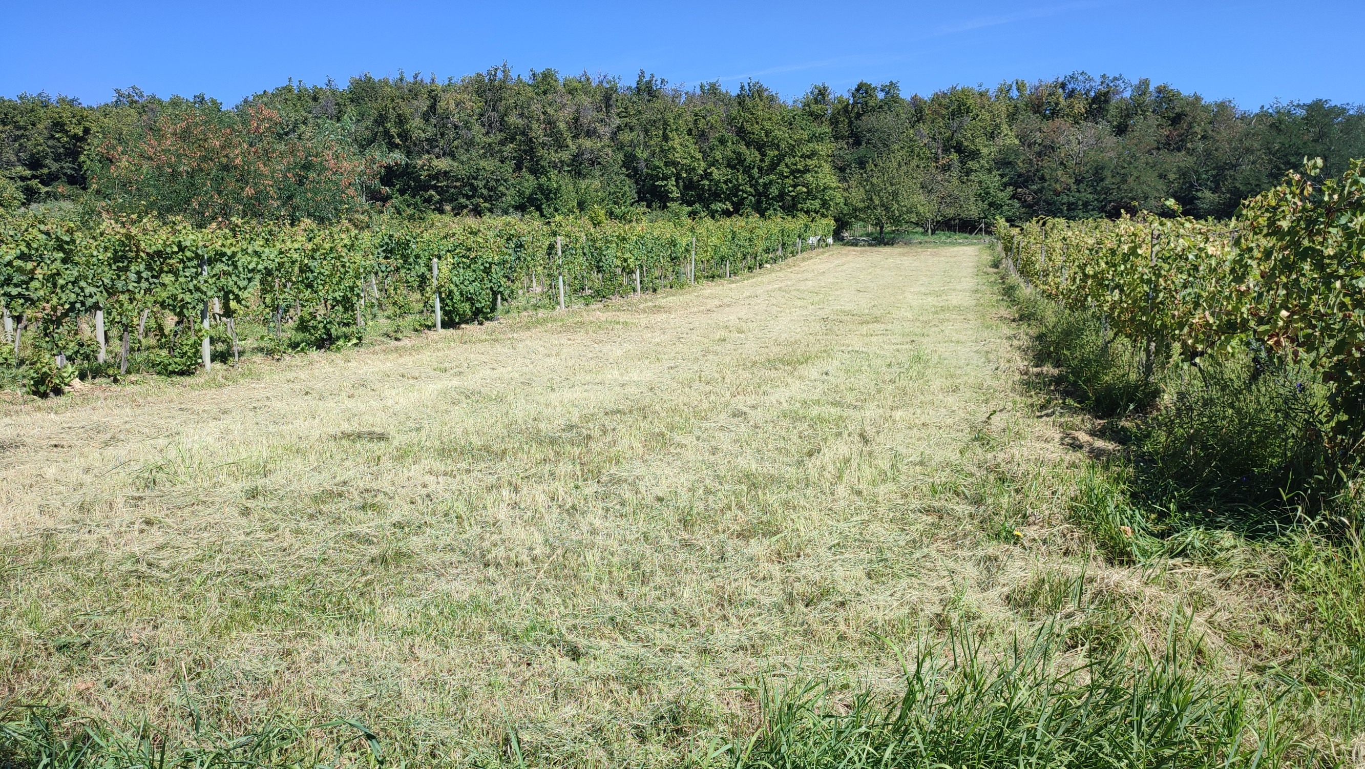 NA PREDAJ -  vinohrad, 870 m2 v lukratívnej lokalite – Svätý Jur (k. ú. Pezinok)