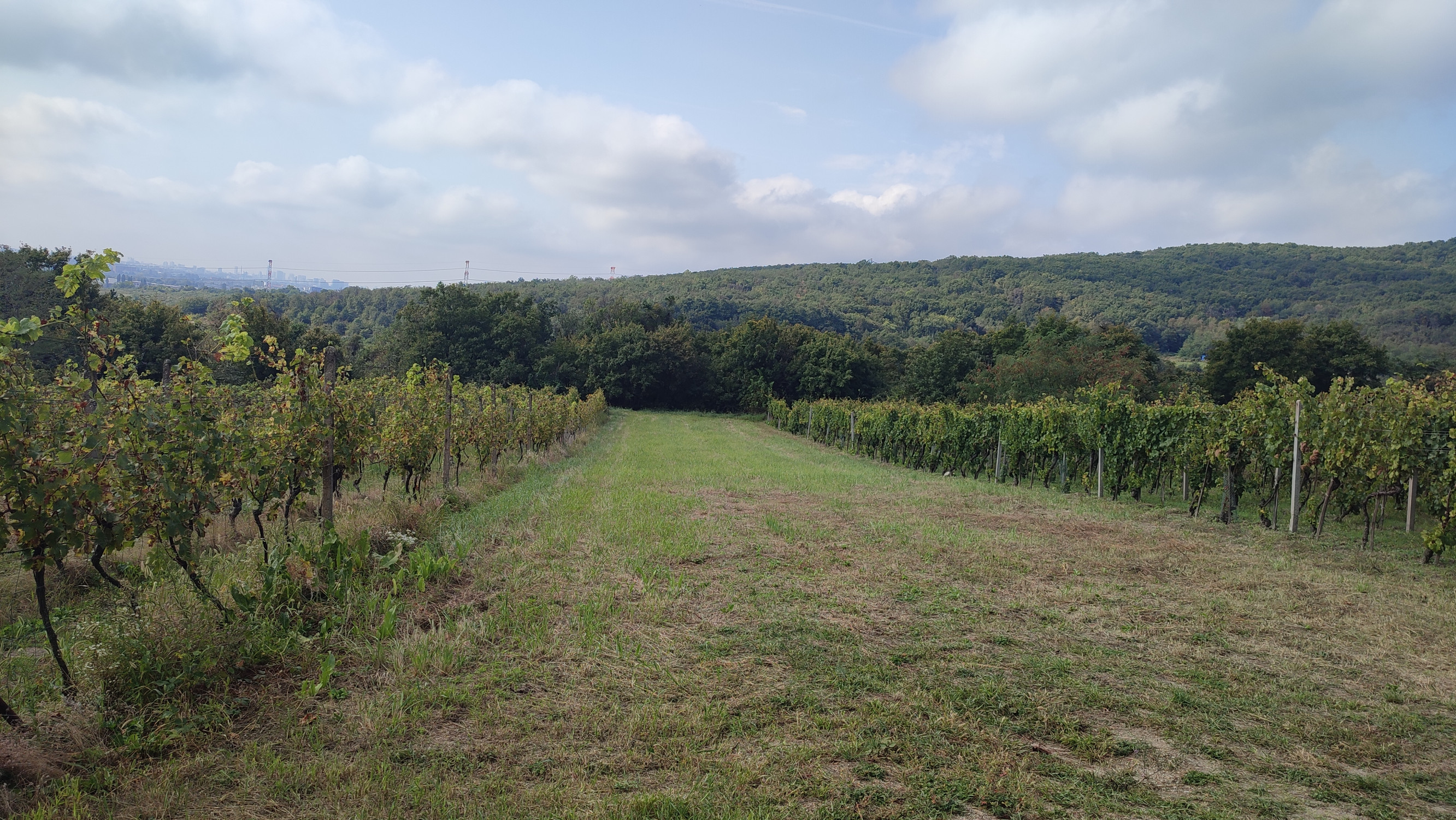 NA PREDAJ -  vinohrad, 870 m2 v lukratívnej lokalite – Svätý Jur (k. ú. Pezinok)
