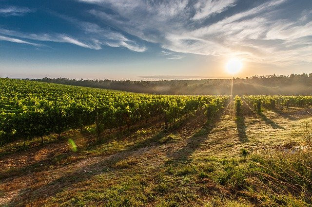 NA PREDAJ -  vinohrad, 870 m2 v lukratívnej lokalite – Svätý Jur (k. ú. Pezinok)