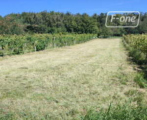 NA PREDAJ -  vinohrad, 870 m2 v lukratívnej lokalite – Svätý Jur (k. ú. Pezinok)
