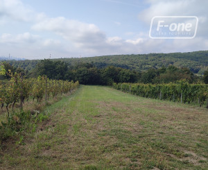 NA PREDAJ -  vinohrad, 870 m2 v lukratívnej lokalite – Svätý Jur (k. ú. Pezinok)
