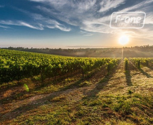 NA PREDAJ -  vinohrad, 870 m2 v lukratívnej lokalite – Svätý Jur (k. ú. Pezinok)