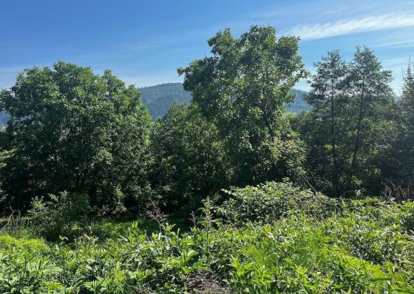 Predaj | Rekreačný pozemok v Strážove