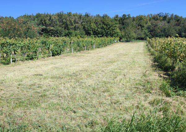 NA PREDAJ -  vinohrad, 870 m2 v lukratívnej lokalite – Svätý Jur (k. ú. Pezinok)