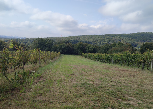 NA PREDAJ -  vinohrad, 870 m2 v lukratívnej lokalite – Svätý Jur (k. ú. Pezinok)