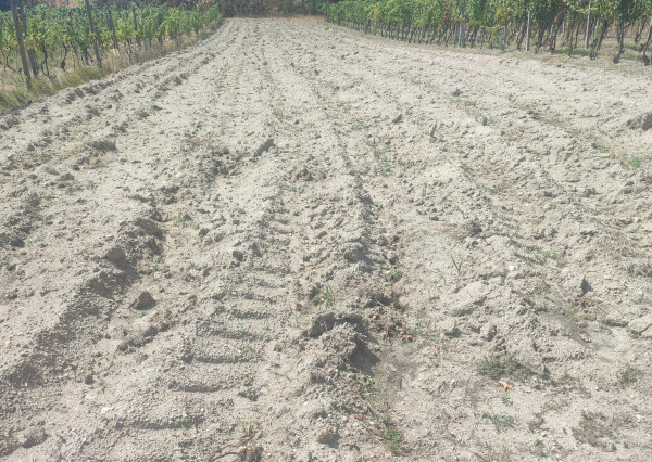 NA PREDAJ -  vinohrad, 870 m2 v lukratívnej lokalite – Svätý Jur (k. ú. Pezinok)