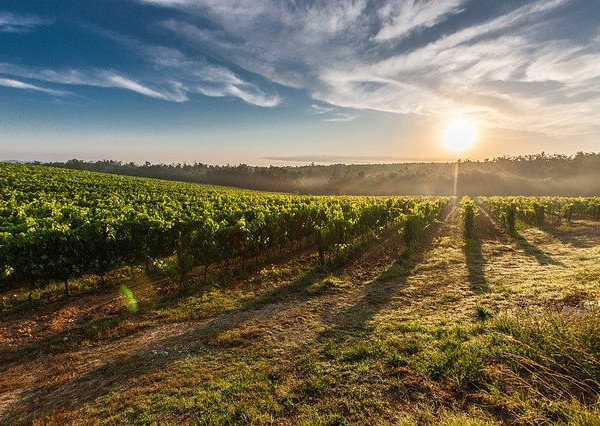 NA PREDAJ -  vinohrad, 870 m2 v lukratívnej lokalite – Svätý Jur (k. ú. Pezinok)